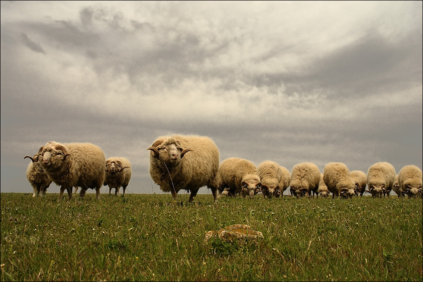 Овцы Армении в поисках рынка сбыта. 21220.jpeg