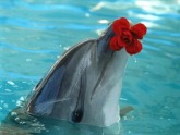 В Батуми открылся новый дельфинарий. 17811.jpeg