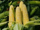 В Сакартвело - дефицит кукурузы. 19225.jpeg