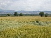 В Гурджаанском районе Грузии пока обработано 16 процентов сельхозугодий. 15891.jpeg