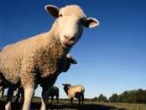 Квезерели подтвердил снижение экспорта грузинских овец. 20934.jpeg