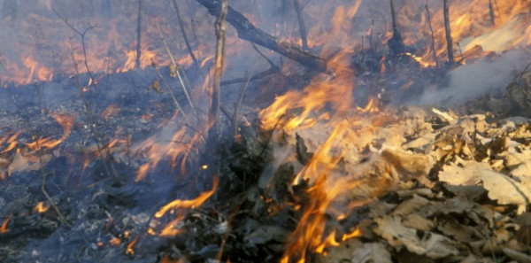 Еще один лесной пожар возник в Грузии. лес, пожар, Грузия