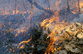 В Грузии возник еще один лесной пожар