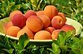 Граждан Грузии трудоустроят на уборке урожая персиков в Кахетии