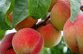Грузия увеличила поставки персиков в Россию и Армению
