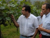 Саакашвили обсудил перспективы виноделия в Кахети. 22695.jpeg