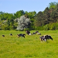 Коров Адыгеи оставляют без пастбищ. 22051.jpeg