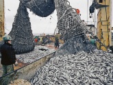 В Краснодаре – массовая гибель рыбы. 26022.jpeg