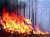 Около дома Иванишвили горел лес. 23166.jpeg