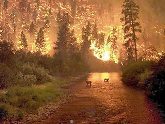 В Боржоми горят леса. 20805.jpeg