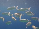 В рГрузии наблюдается массовая гибель рыбы. 