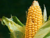 Саакашвили разрешил крестьянам не платить за американскую кукурузу. 