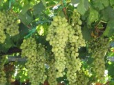 Минсельхоз: Виноград будут принимать 32 завода Сакартвело. 21187.jpeg