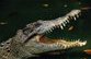  Крокодил  съест грузинских наркоманов