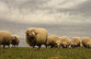 Овцы Армении в поисках рынка сбыта