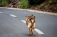 В Батуми собака помогает людям переходить через дорогу