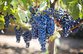 В Грузии ожидается рекордный урожай винограда