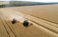 Минсельхоз Грузии не видит причин отказа от импорта российской пшеницы