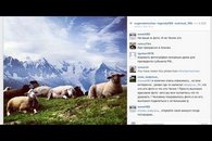 Кадыров украл голландских овец